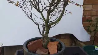 NEED SOME ADVICE!  Acer Air Layer