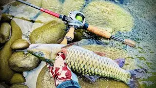 （溪流路亞）#huerco FF600-5C#daiwa 子龍