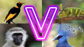 I Found 30 Animals Starting with V You Never Knew Existed!