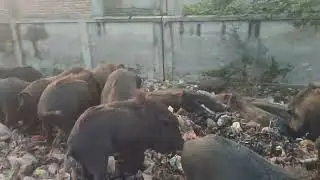 boar group animal facts  wild hogs cute animals   pigs #shorts