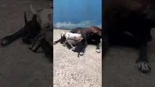 Nhà mình nuôi chó hợp hay sao ấy! Con nào cũng đẻ nhiều ...