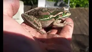 New Zealand Frog