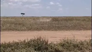 Lions attack group of hyenas #vlog #animals #wildlife #reels #airindia #earth