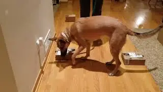 Funny HD Search - Lexi Gets Her Head Stuck In The Box