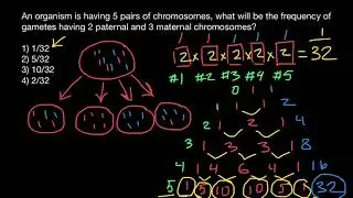 How to use Pascal's triangle to solve probability problems in Genetics