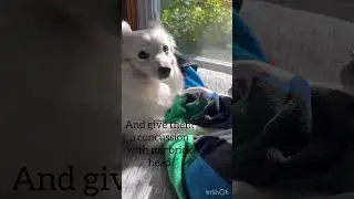 People don&rsquo;t like it when I&hellip; #pomskydog #myanimal #pomskynation #cute #funny