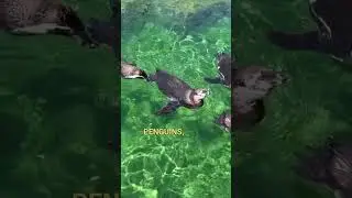 Did You Know Penguins Refrigerate The Food In Their Stomach To Feed Their Chicks?