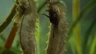 Seahorse Mating Dance - The Great British Year: Episode 2 Preview - BBC