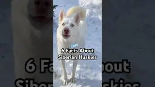 Раскрываем факты 🤔 #сибирскийхаски #увлекательно #факты