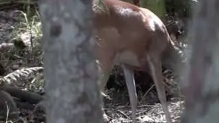 Deer Close Up