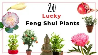 20 lucky Feng Shui plants to grow around your house