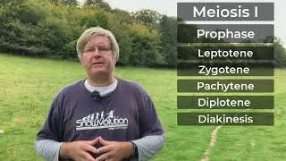 Understanding Meiosis: The Process of Germ Cell Division