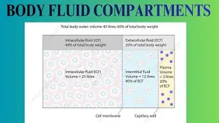 BODY FLUID COMPARTMENTS ||SOMALI||