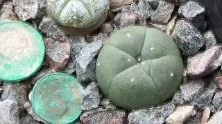 2 Year 3 Month old seedlings update. Various Ariocarpus, Lophophora and Astrophytum