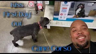 Cane Corso Pup socialization day #puppy