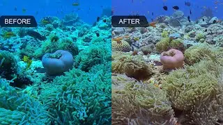 Testing the ULTIMATE Underwater Housing  Setup in the Maldives-DIVEVOLK Ocean Kit !