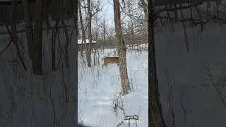 Live streaming of Nature Alive - Winnipeg Canada  / -22 C feels like - 30 C