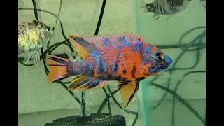 Inside look at skilled breeder's malawi/hap setup
