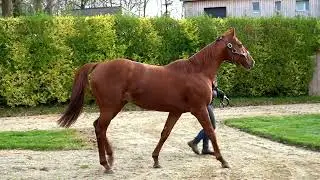 Tribalist : découvrez le physique du nouvel étalon au Haras de Castillon, gagnant de Gr.1 sur 1600 m