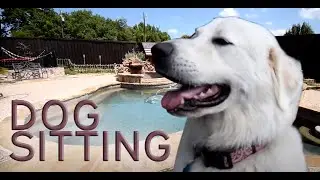 Dog Sitting and The Farm