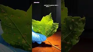 Maple Leaf Mites Under Microscope (Bladder Gall Mites)