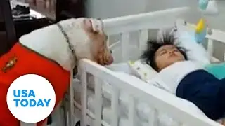 Dog watches over baby while mom is away | USA TODAY