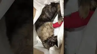 #pets #cat #shortvideo #viralvideo #kitten #rescue cats broken Face & teeth 🏥 🐾🩺🩹💉🌡️🧫⚗️🧪😿😿😿😿🇸🇦🇵🇭&hearts;️&hearts;️