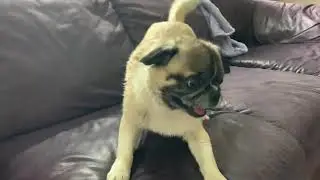 Cute Pug Noises from a hyper pug.