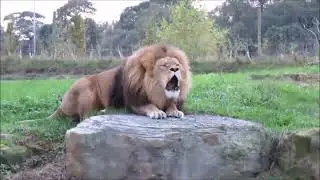 Lion 🦁 roar ans the sound of 🦁