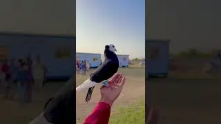 #love #attitude #kabutar #pigeonhouse #bird #pigeon #kabootarloft05 #birdspecies #kabootar #kaboota