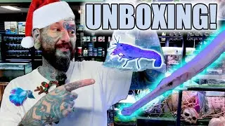 I DIDN'T ORDER THESE SUPER WEIRD FISH! Pauls Aquariums Xmas Unboxing!