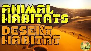Desert Habitat Facts and Sounds for Kids - Home of Camels, Scorpions, and Fennec Foxes! | Cute Facts