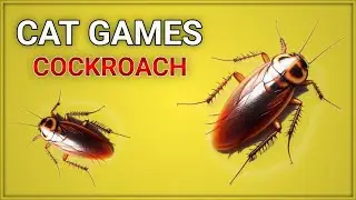 Cat games on screen | Cat games Cockroach | Cat games Lizard | Cat games Fish | Cat game video