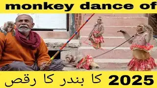 Monkey New dance of 2025 viral video #trending #viralvideo #Monkey