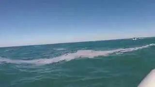 Pesca na Berlenga