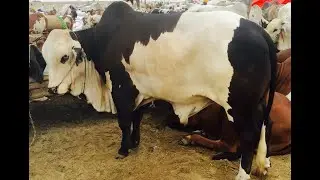 Cow Mandi 2019 Episode 6
