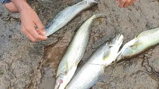 Big  size  pathan  fish  Amezing  Rivar  trap  fishing 