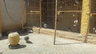 fighter pigeons #pigeon #youtubeshorts #cominghome #viralvideo #pigeonslovers #fighterpilots