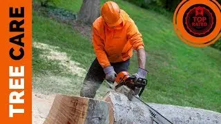 Tree Care Service Haymarket VA (703) 209-7247 Tree Removal - Trimming - Pruning