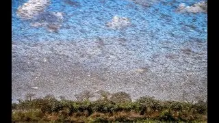 Prophecy Alert &rdquo;Plague Of LOCUSTS&rdquo; Apocalyptic Sign Hits Saudi Arabia