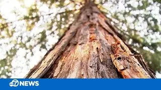 Bay Area resident creating task force to tackle neighborhood tree removals