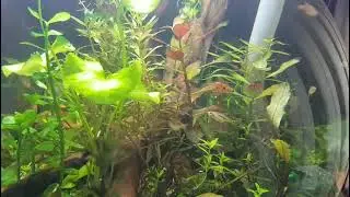 Микрорасбора Невус(земляничная) в круглом аквариуме .Boraras Naevus in the spherical aquarium.