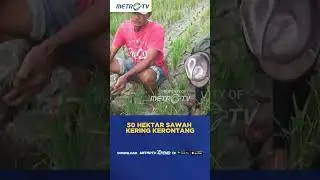 50 Hektar Sawah Alami Kekeringan #shorts