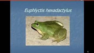 Euphlyctis hexadactylus Frog Morphology
