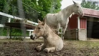 Rejected by his mother, a rare wild Asian horse foal finds a new mom