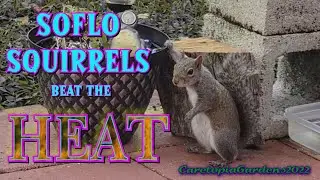 SoFlo Squirrels Beat the Heat