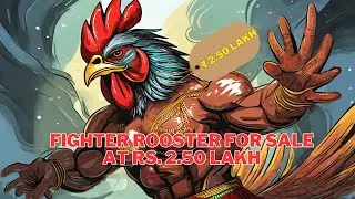Fighter Rooster Costs Rs. 2.5 Lakh | Cock Fight | South One News