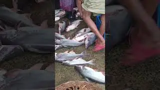 Big Big Size Desi Pangas Fish. #fish #barobazar #shortvideo