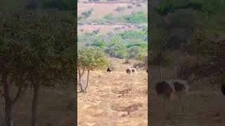 Monster Ostrich Hunt: Chasing the World&rsquo;s Largest Bird!#monsterostrich #firsttimehunt #giantbird