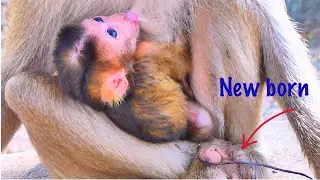 Adorable Moment &mdash; Baby Monkey MOKA Enjoys Feeding with Mama 🐒💛